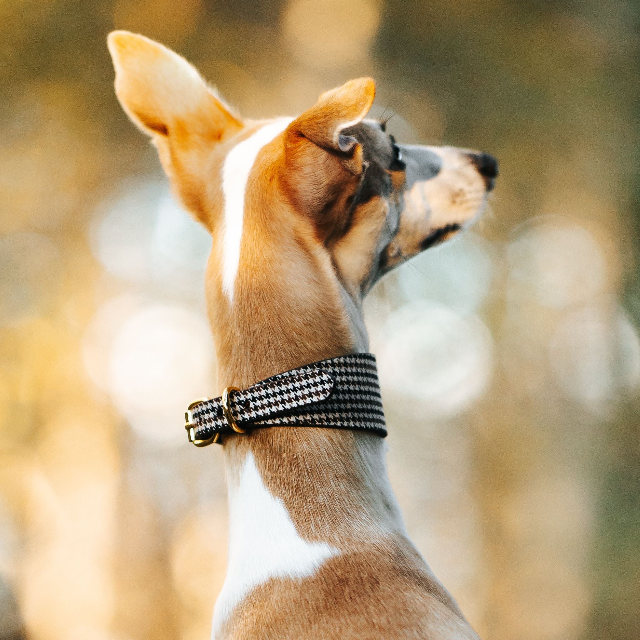 Collar de perro a cuadros beige de pata de gallo ancho