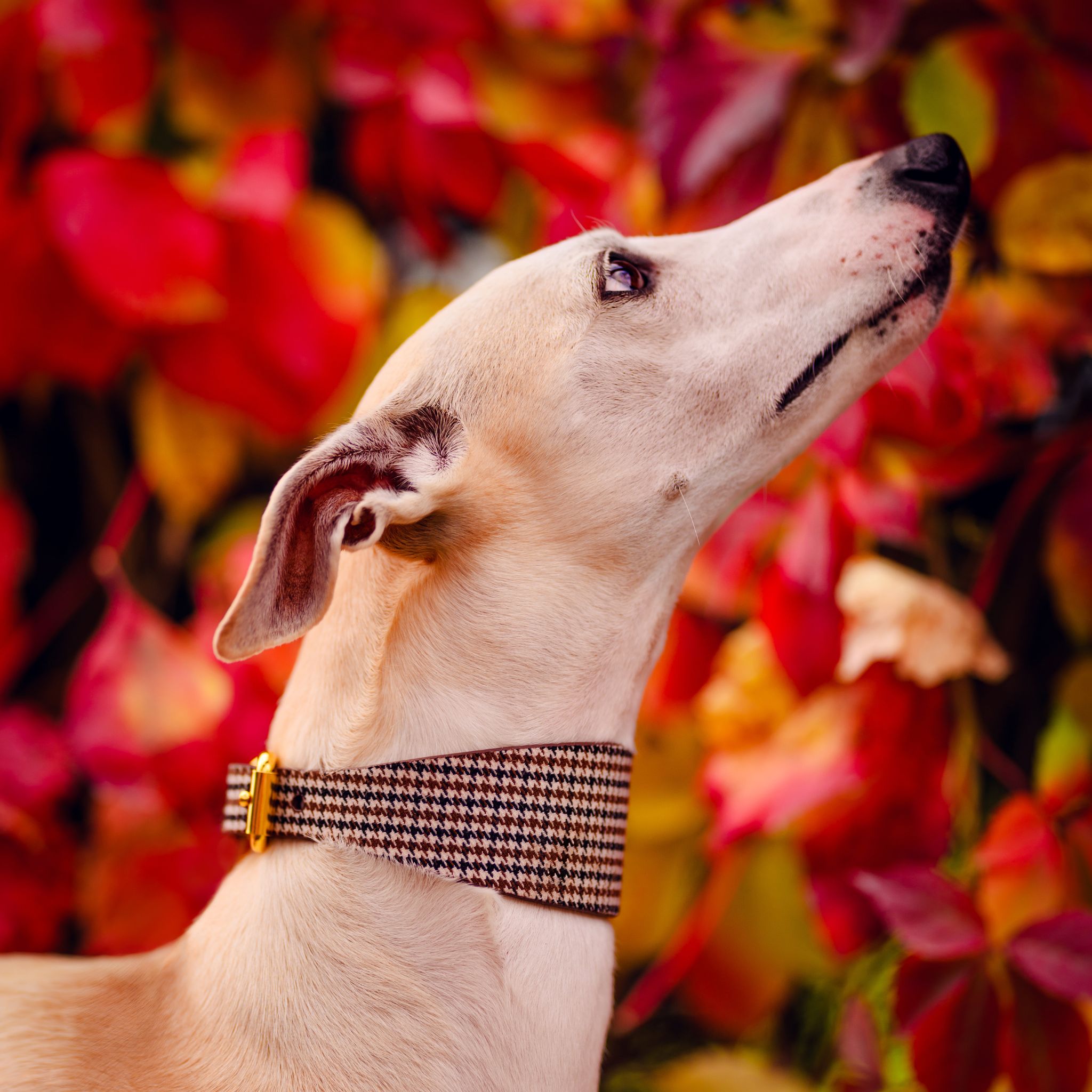 Collar de perro a cuadros beige de pata de gallo ancho