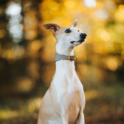 Collar de perro a cuadros beige de pata de gallo ancho