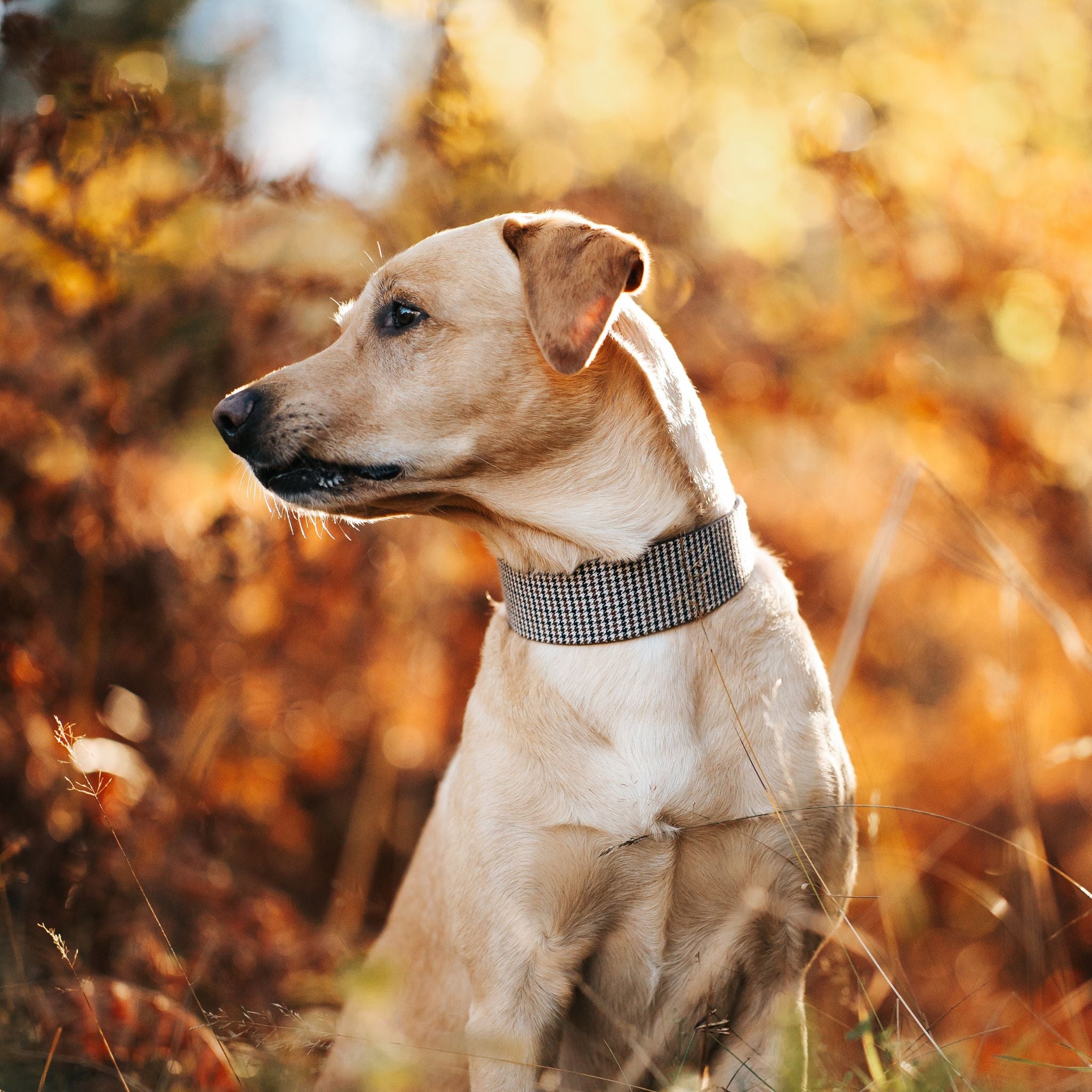 Collar de perro a cuadros beige de pata de gallo ancho