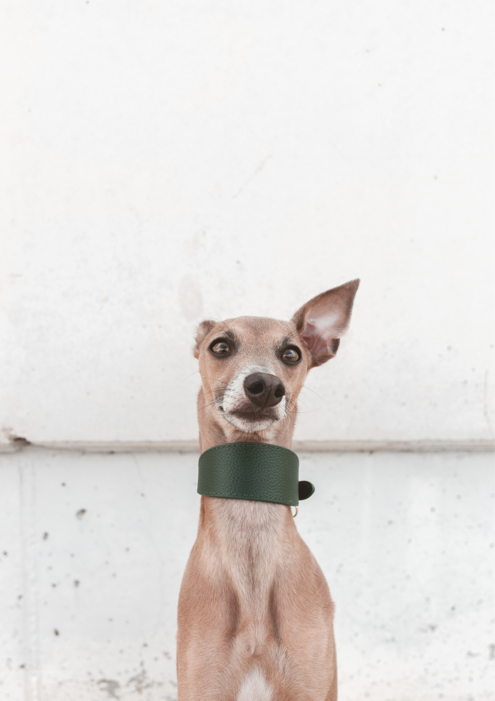 Collar de Perro Ancho Verde Oscuro