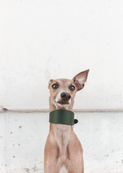 Collar de Perro Ancho Verde Oscuro