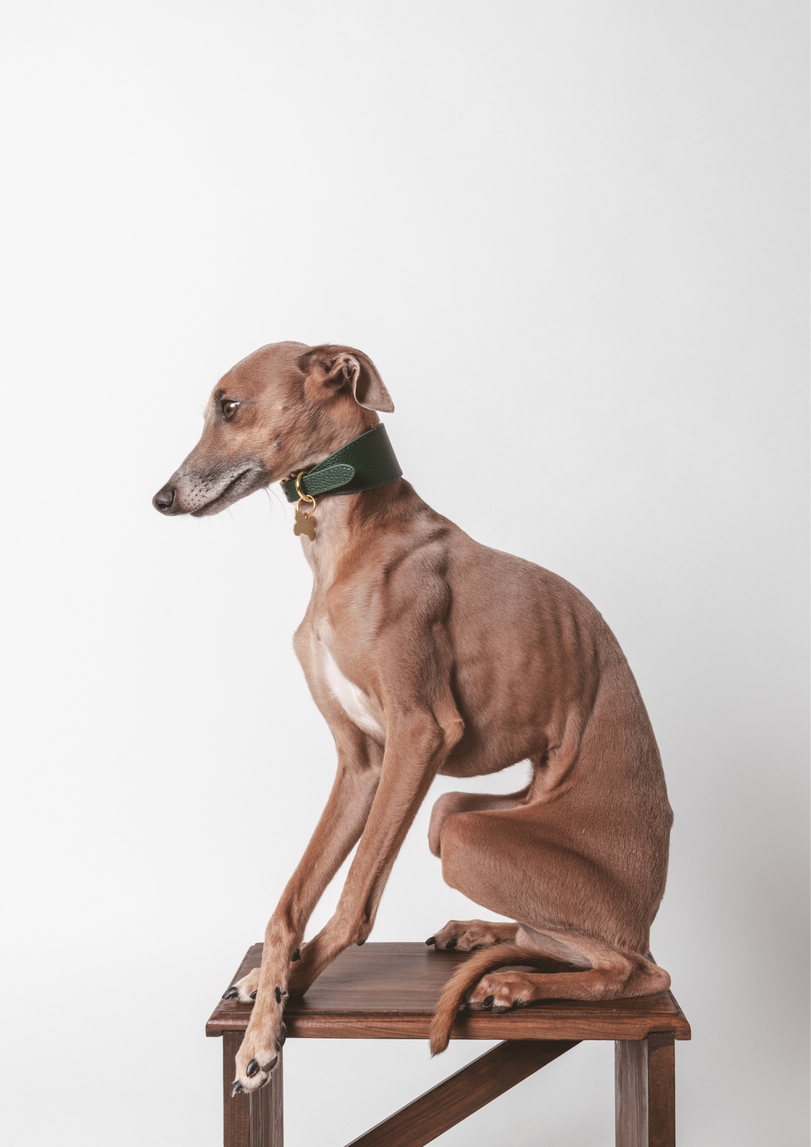 Collar de Perro Ancho Verde Oscuro