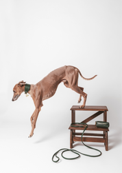 Correa para perro en verde oscuro