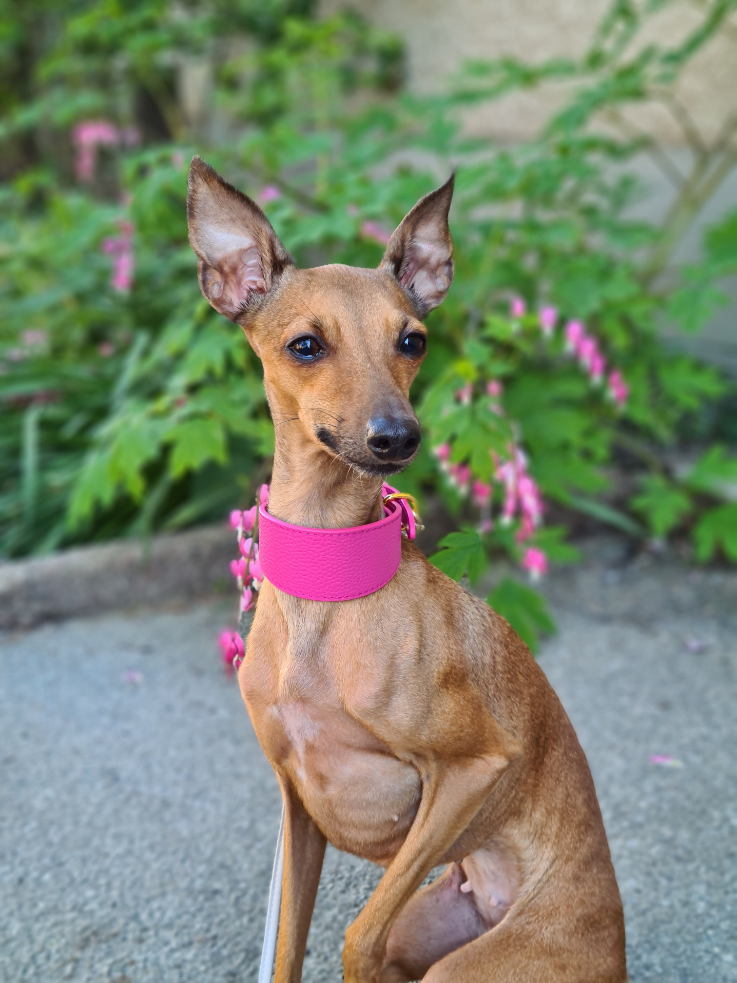 Collar de Perro Rosa Brillante Ancho