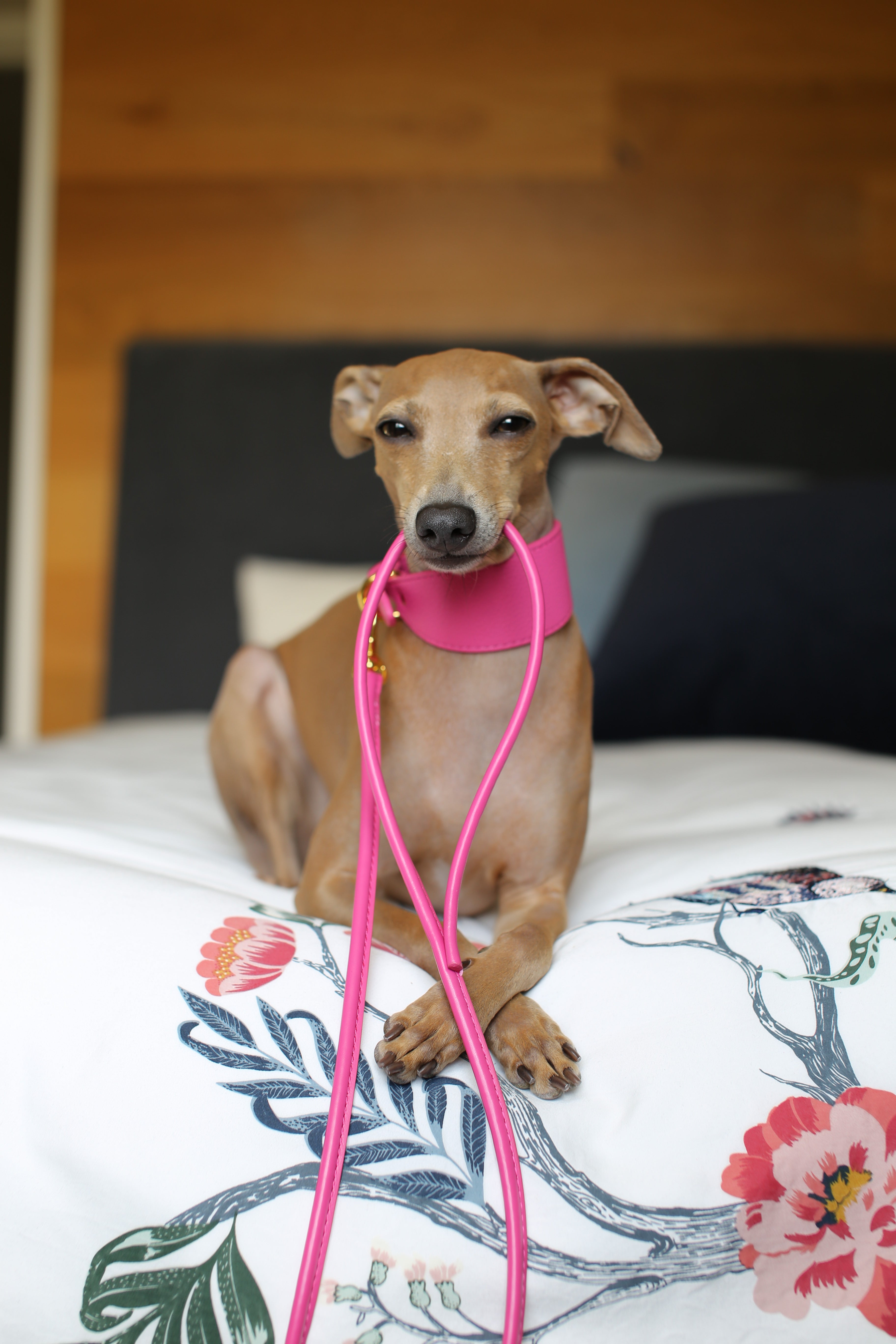 Correa para perro rosa intenso