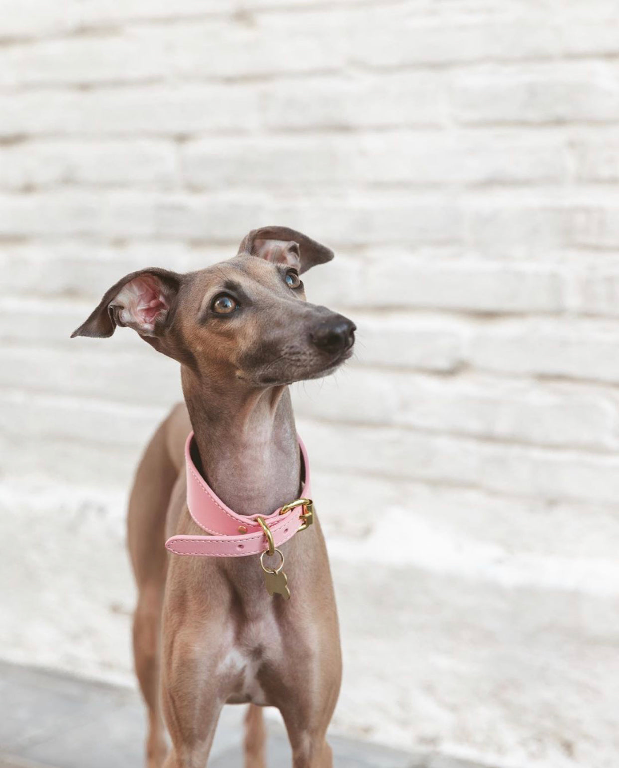 Collar de Perro Rosa Ancho