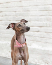 Collar de Perro Rosa Ancho