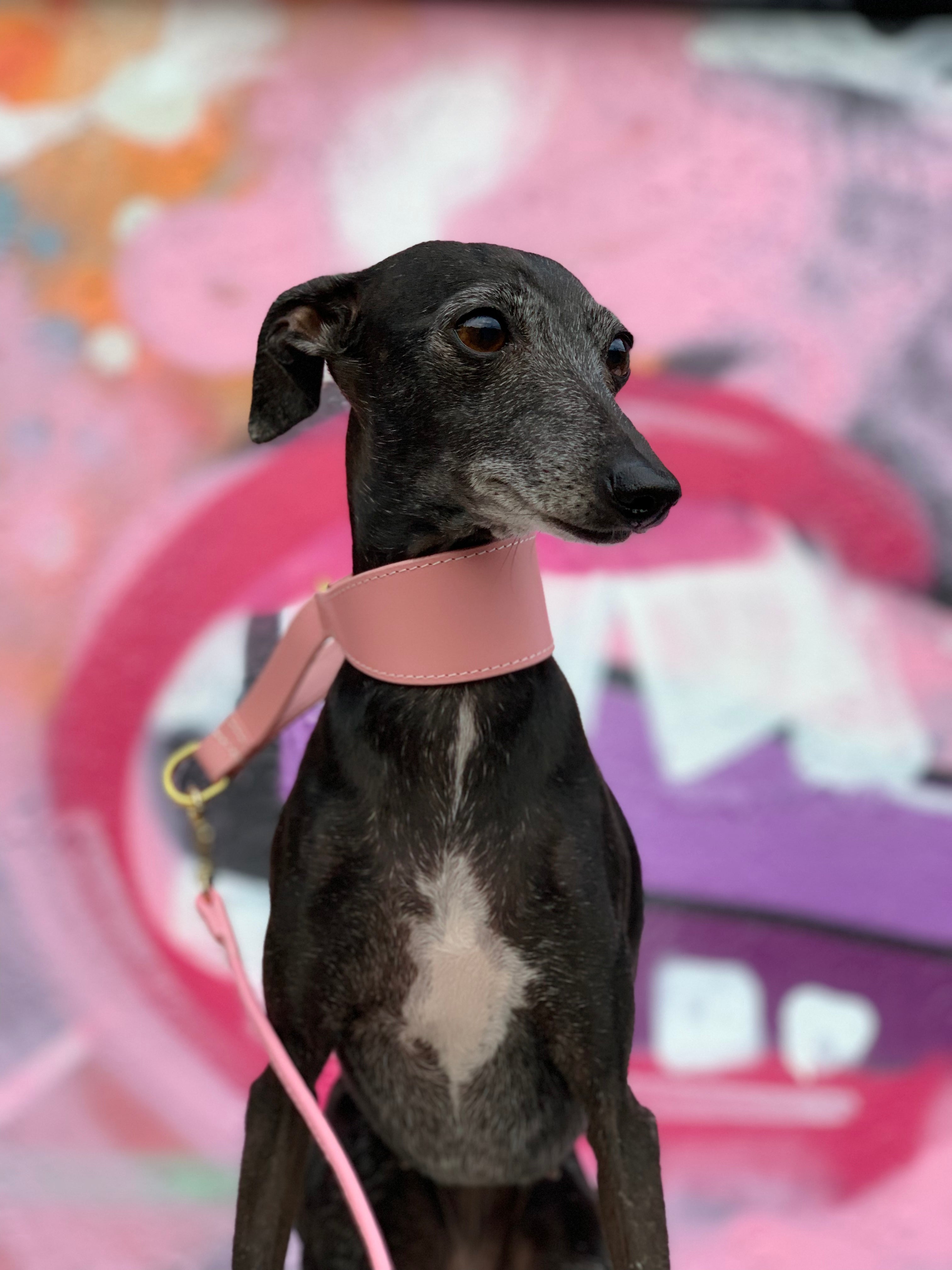 Rosa Collar de Perro Martingale Ancho