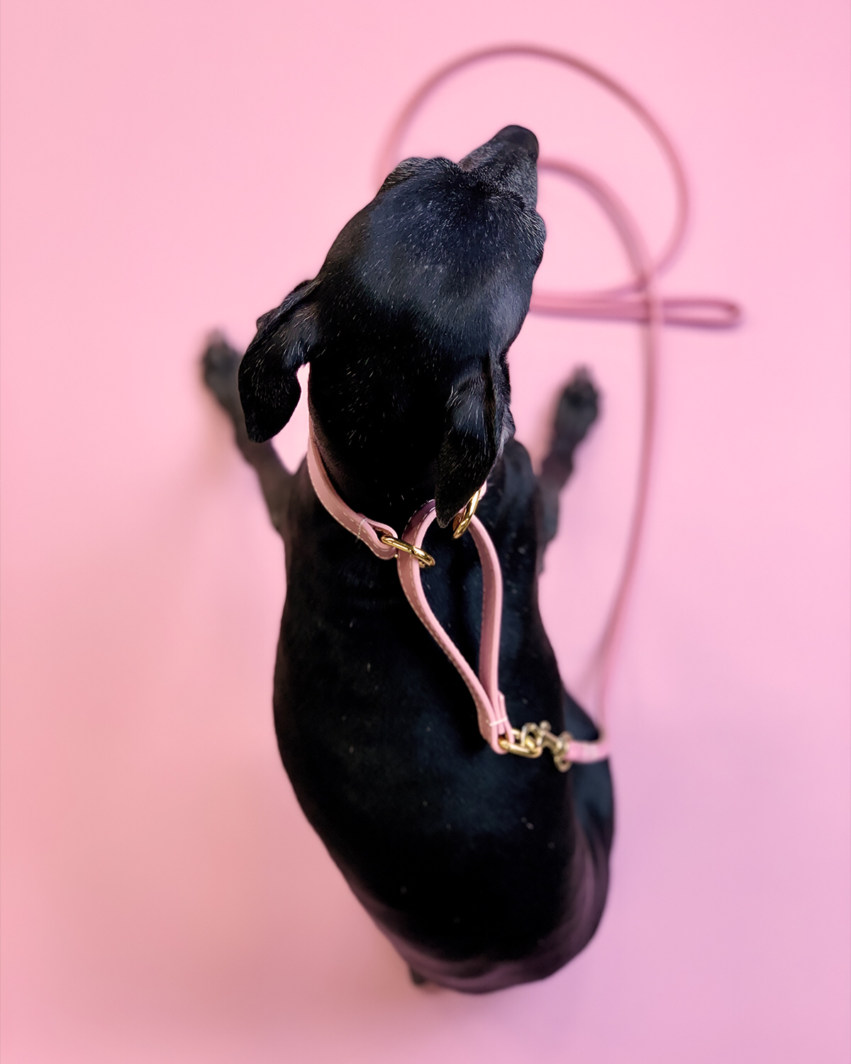 Rosa Collar de Perro Martingale Ancho