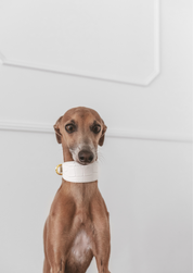 Collar de perro blanco de cocodrilo ancho