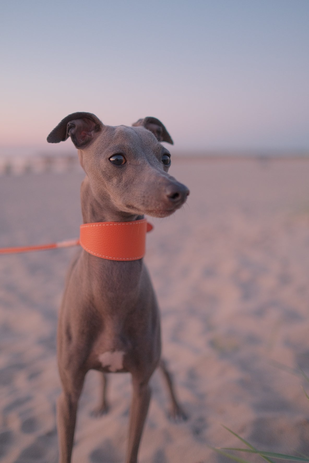 Collar de Perro Ancho en Cognac