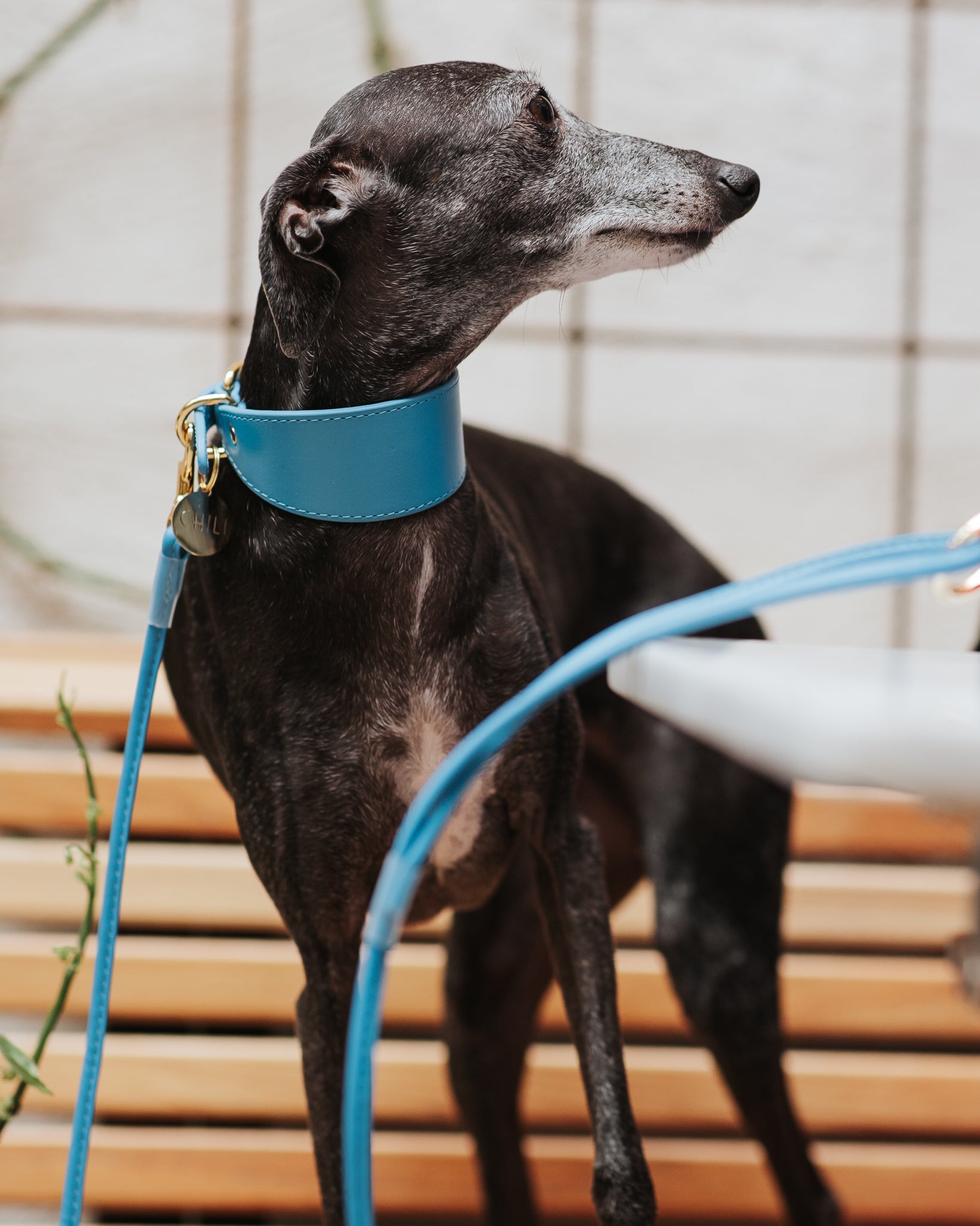 Collar para Perro Azul Neón Ancho