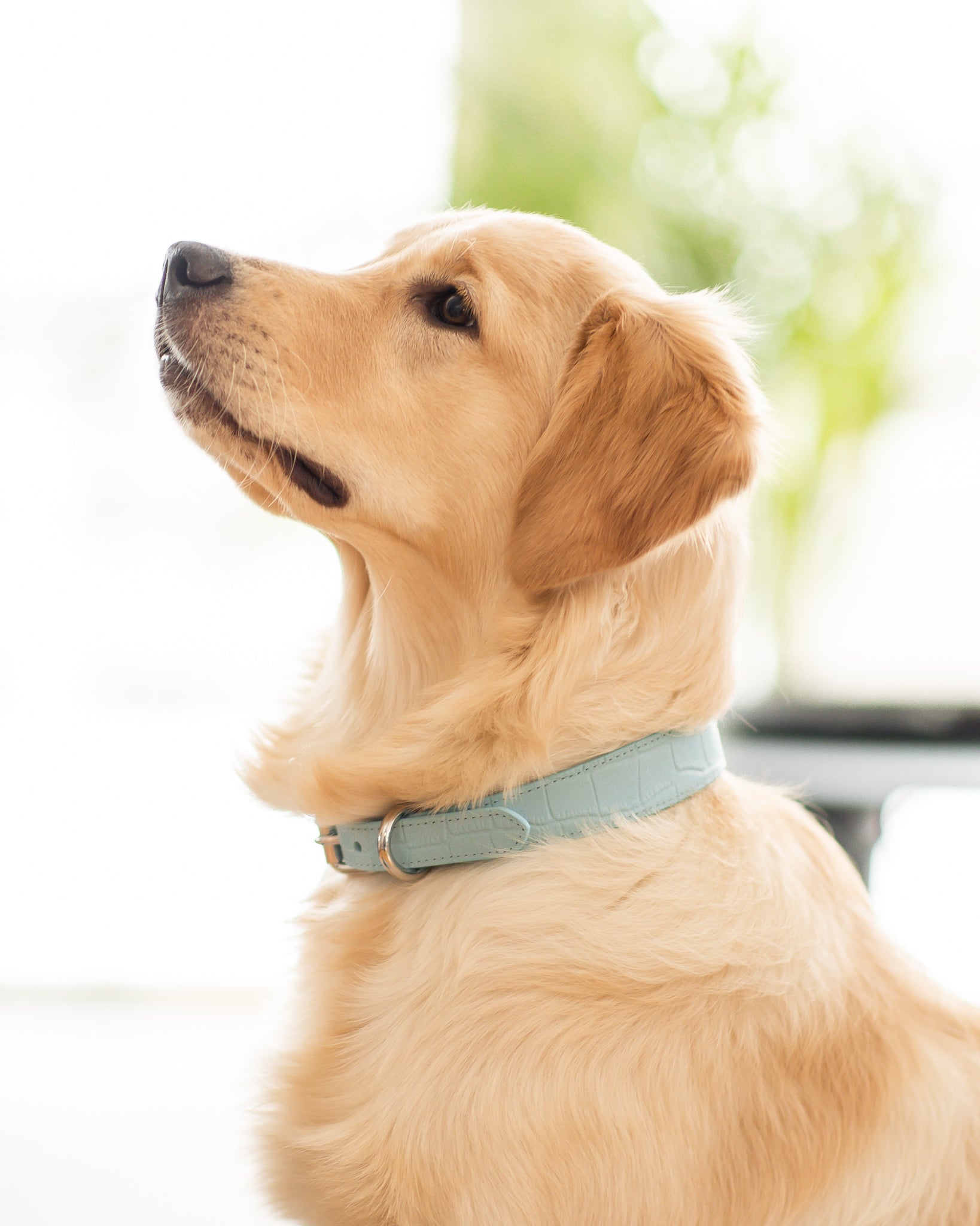 Collar de Perro Fino en Cocodrilo Azul Bebé