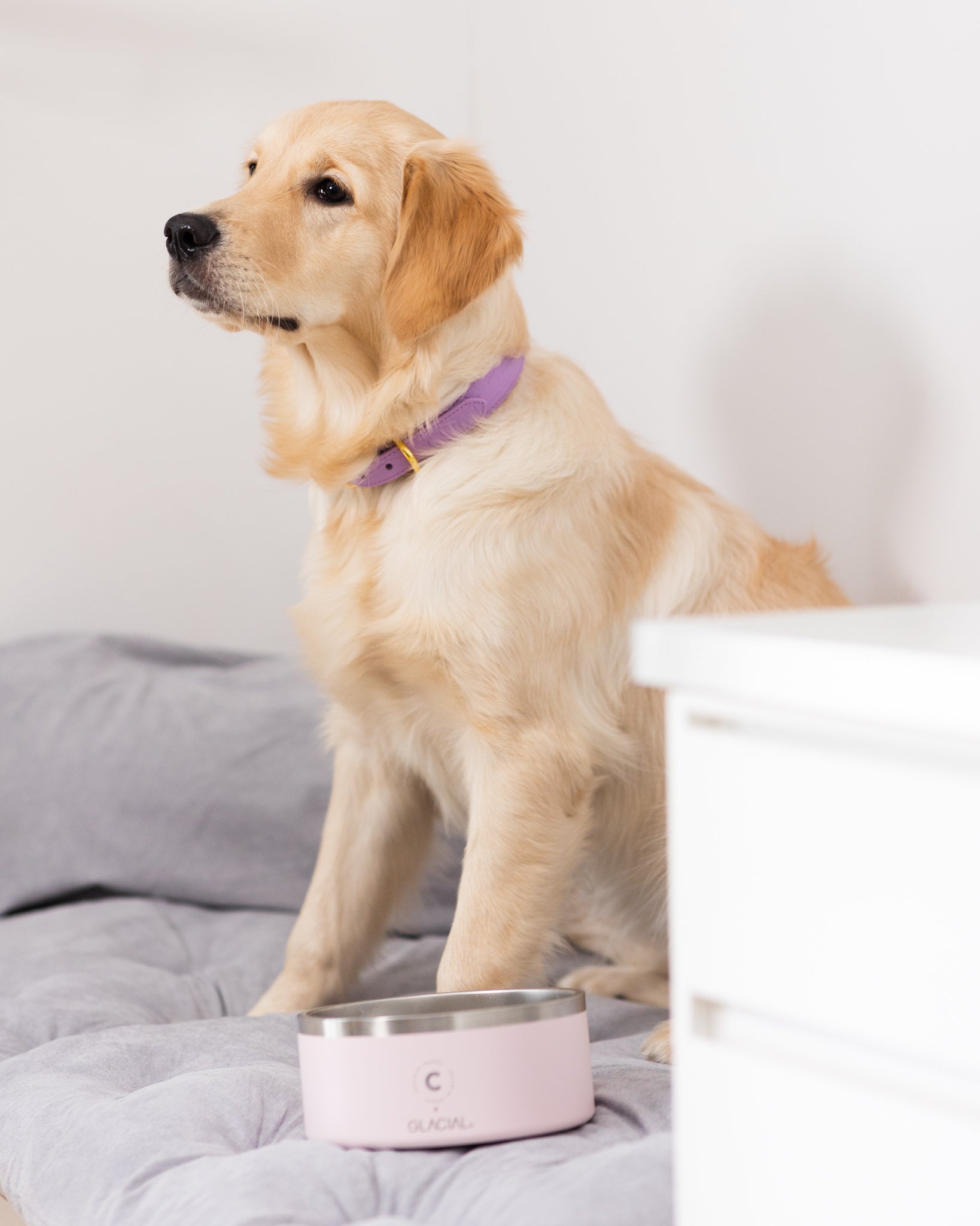 Tazón para Perro en Rosa Claro