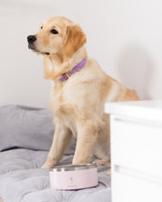 Tazón para Perro en Rosa Claro
