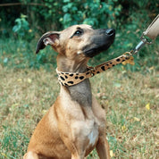 Leopardo Collar Martingale Ancho para Perros