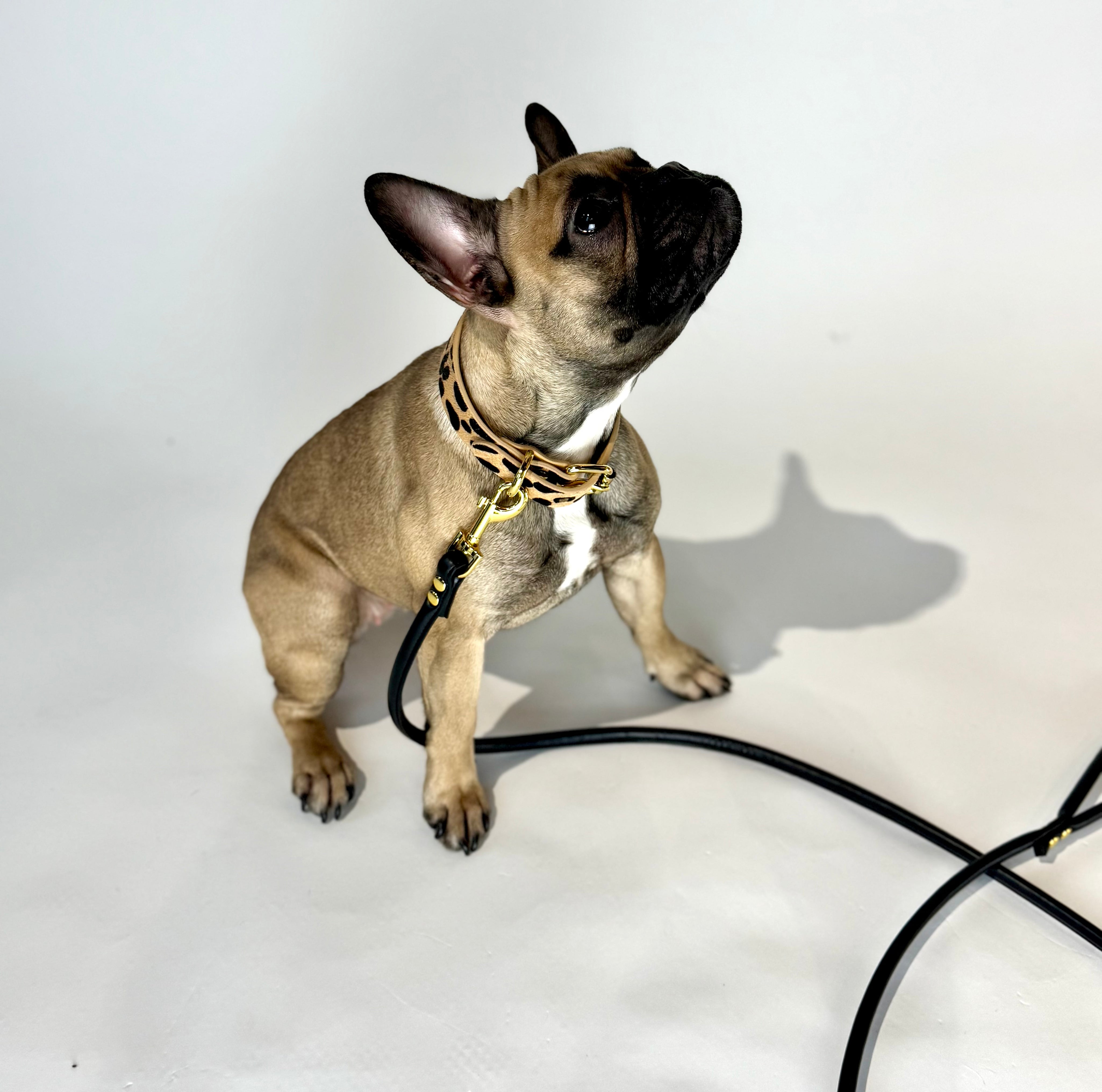 Correa para Perro Leopardo Delgada