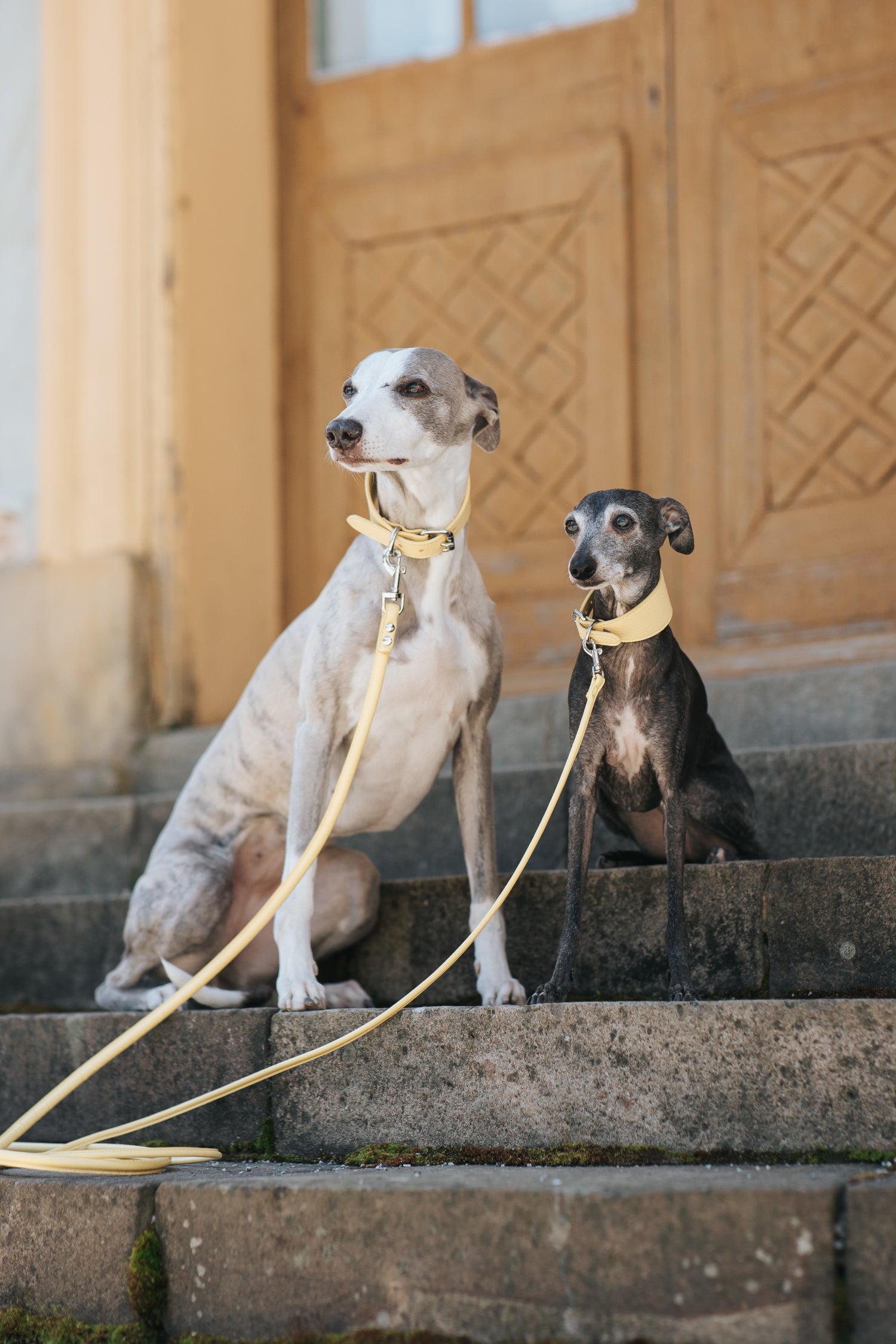 Collar de perro amarillo pastel ancho