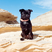 Collar de Perro Rosa Delgado