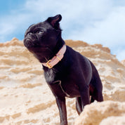 Collar de Perro Rosa Delgado