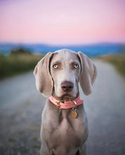Collar de Perro Rosa Delgado