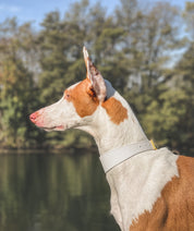 White Dog Collar Wide

Collar de Perro Blanco Ancho