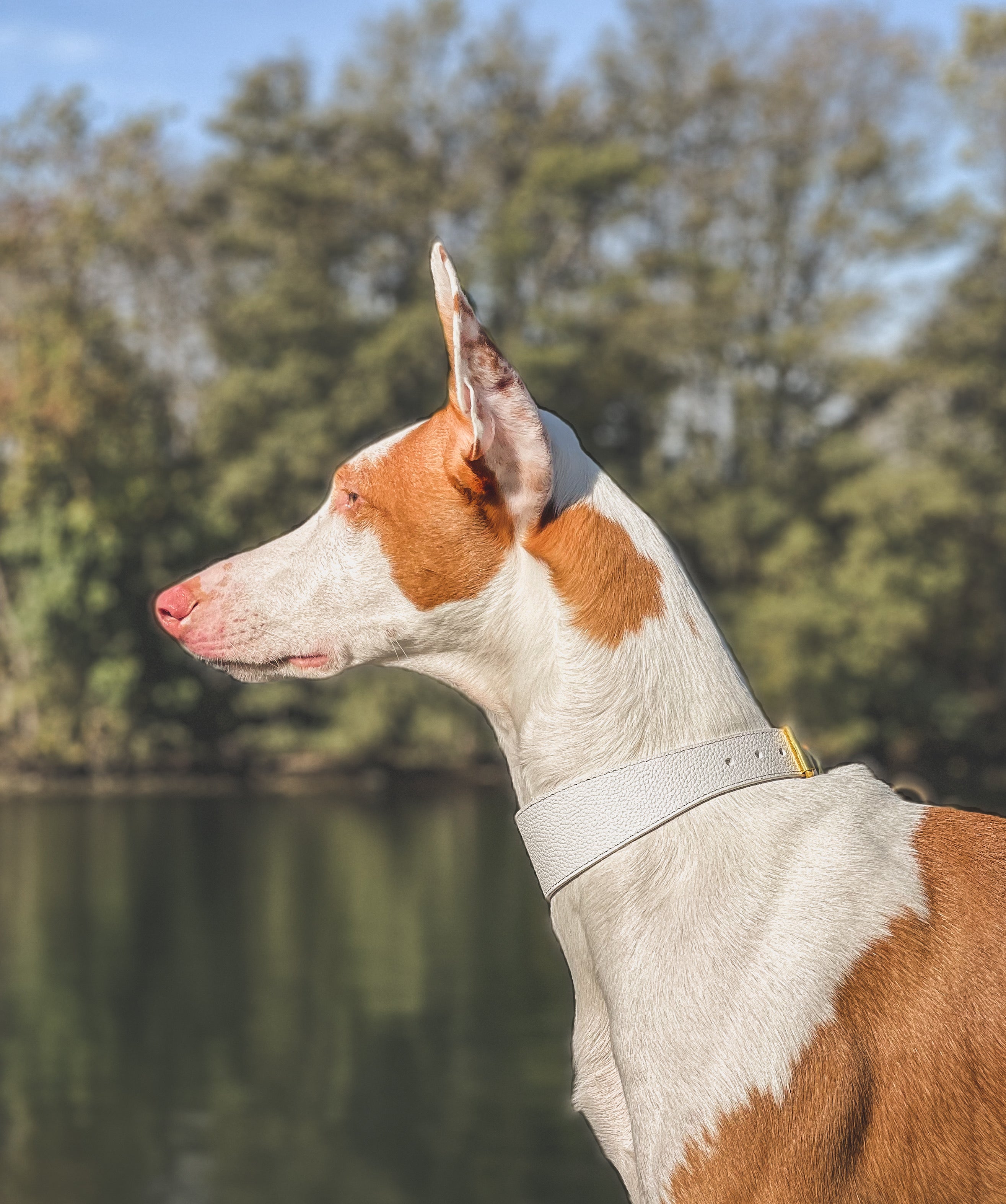 White Dog Collar Wide

Collar de Perro Blanco Ancho
