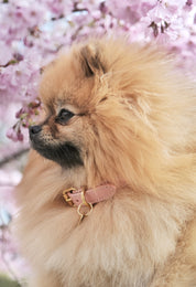 Collar de Perro Rosa Delgado