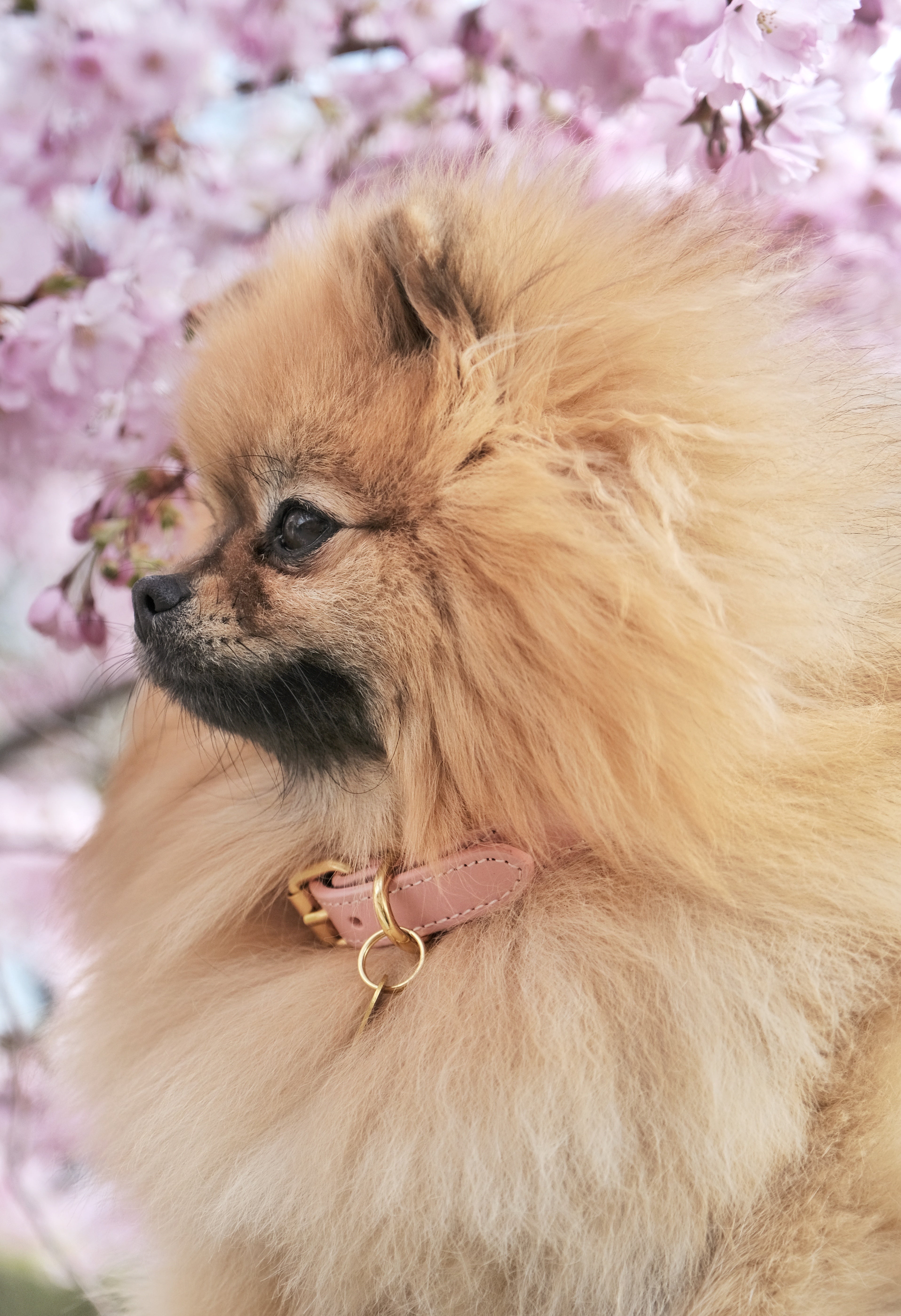 Collar de Perro Rosa Delgado
