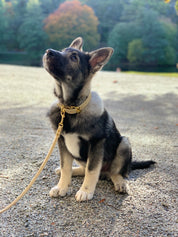 Collar de Perro Ancho Beige