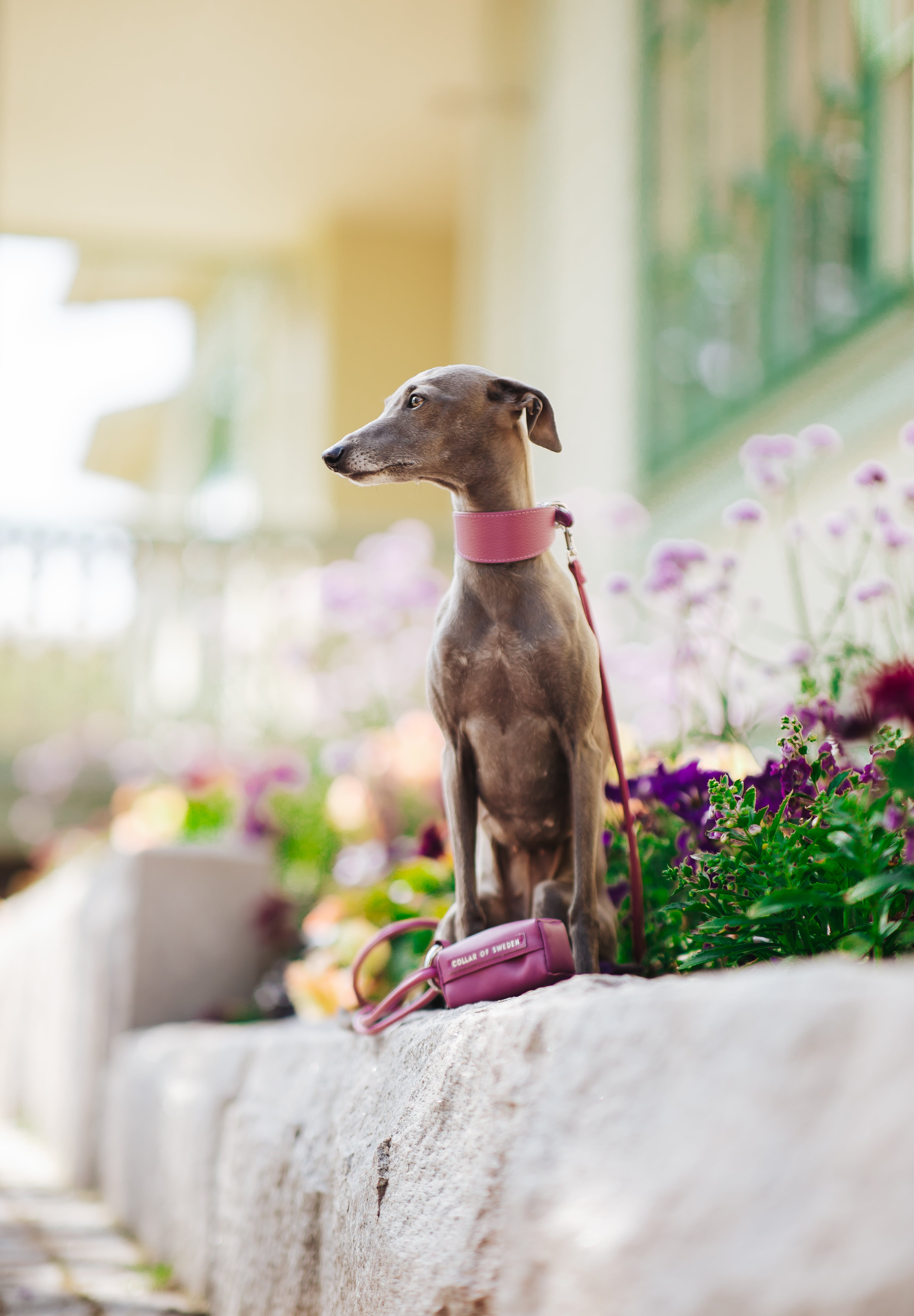 purple-set-italian-greyhound.jpg