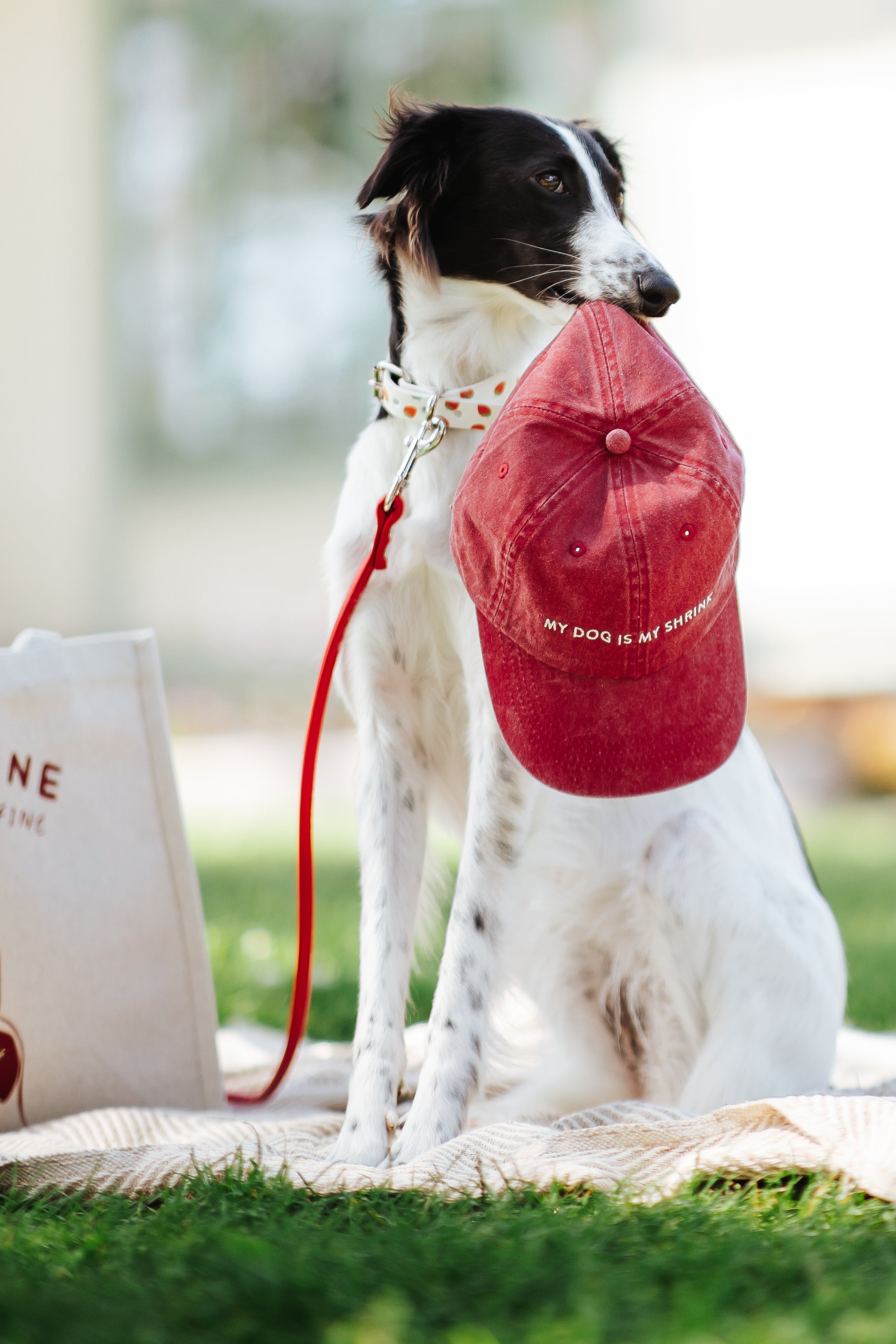 Gorra vaquera roja - My Dog Is My Shrink