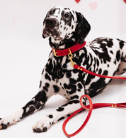 Collar de Perro Rojo Ancho