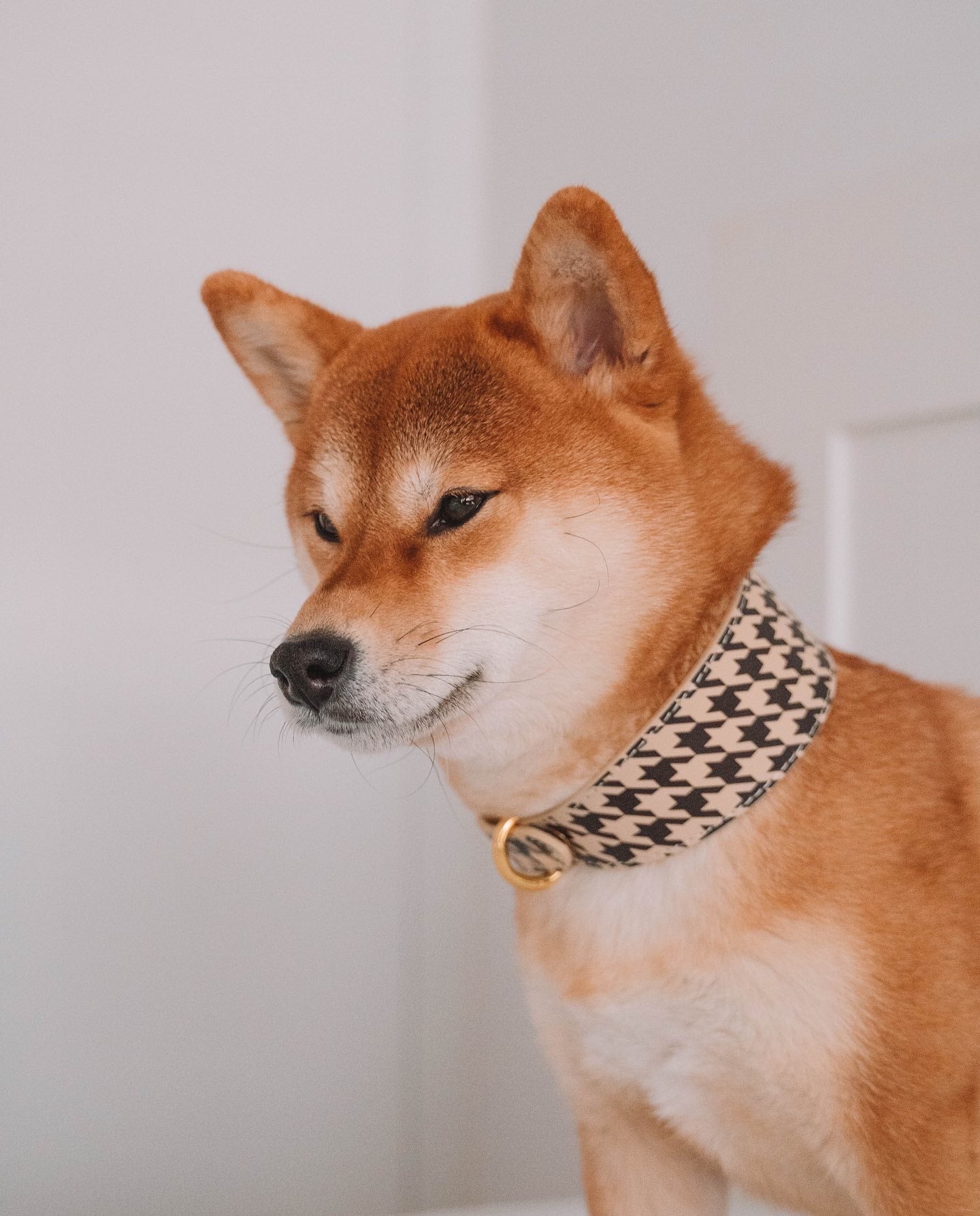 Collar de perro a cuadros beige de pata de gallo ancho
