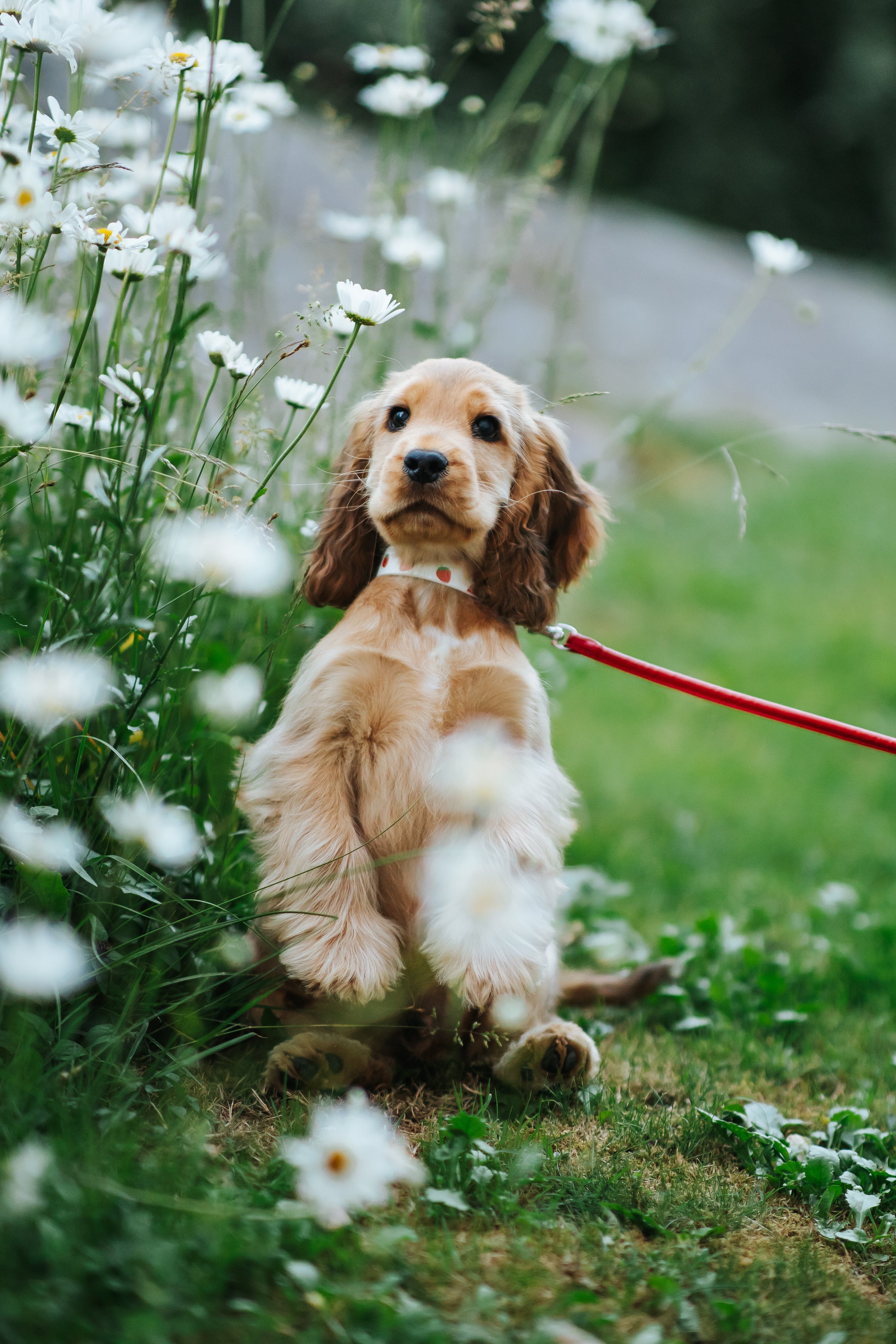 strawberry-xs-thin-cockerspaniel-puppy.jpg