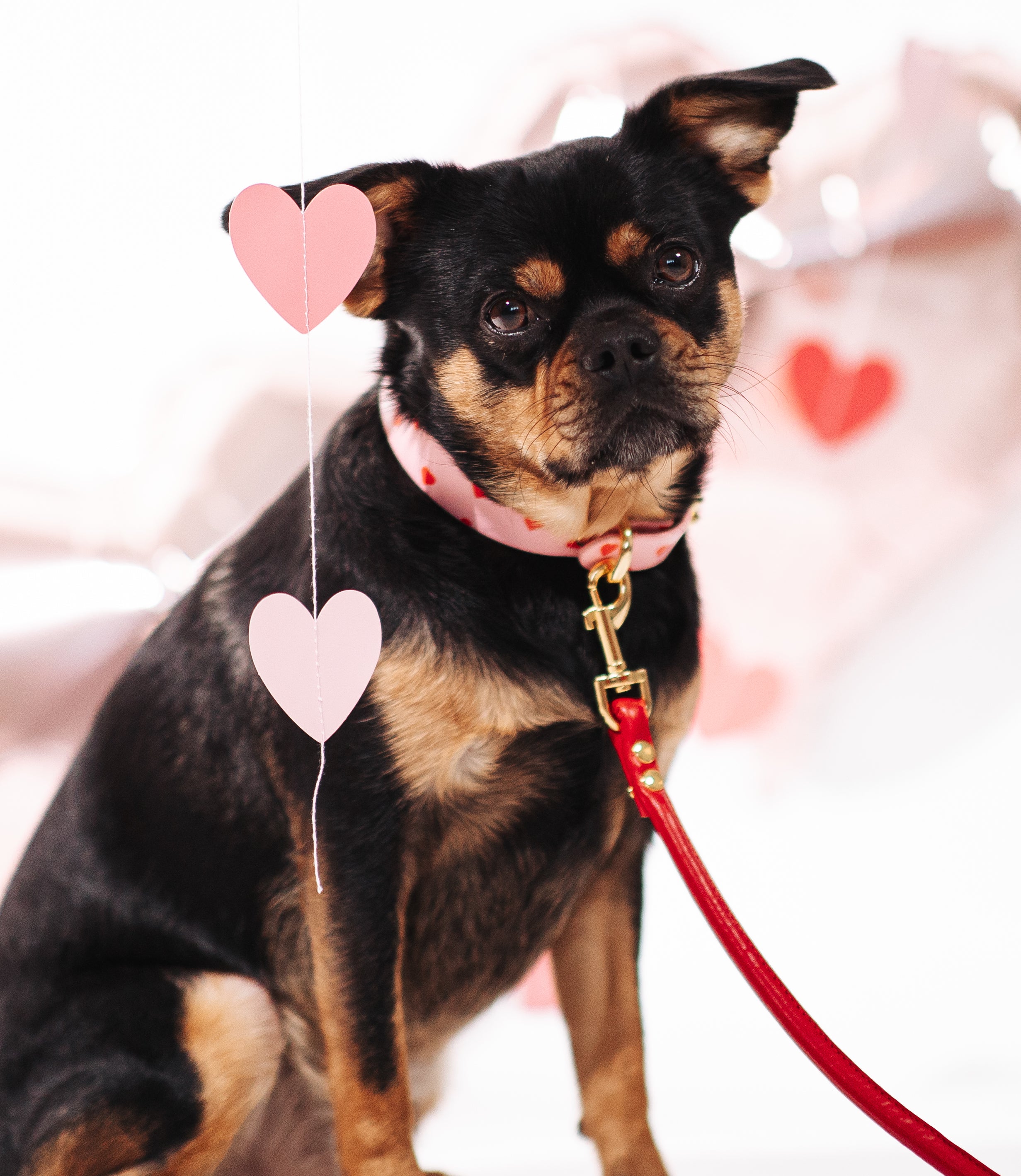 Collar del perro Love Thin