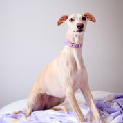 Collar Violeta Ancho