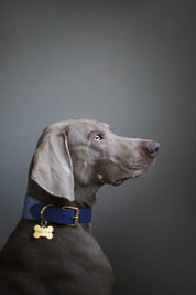 Collar de Perro Azul Oscuro Ancho