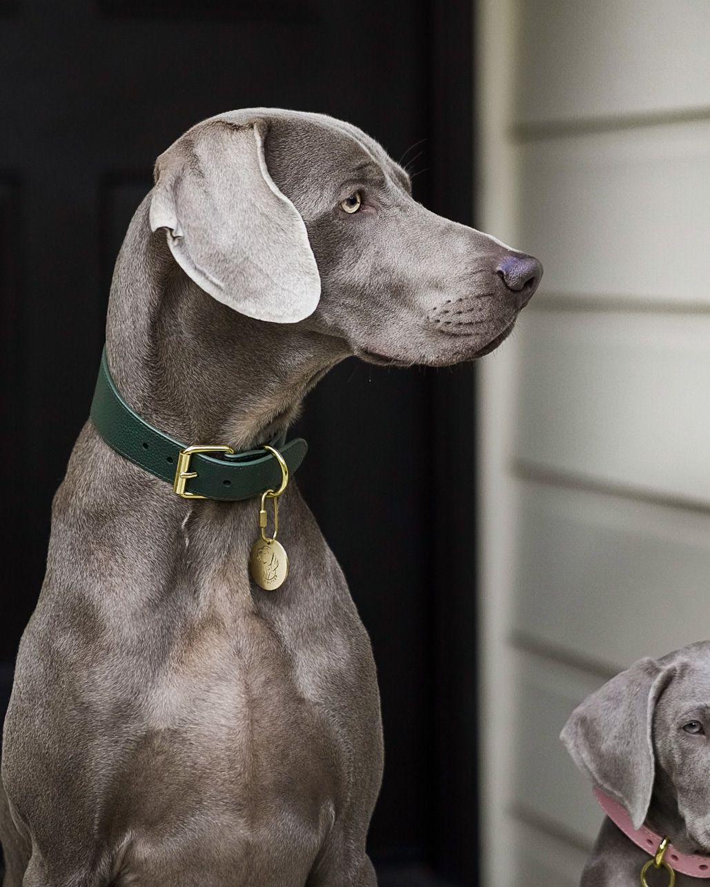 Collar de Perro Ancho Verde Oscuro