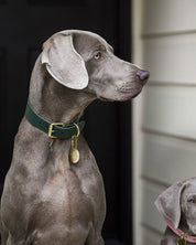 Collar de Perro Ancho Verde Oscuro
