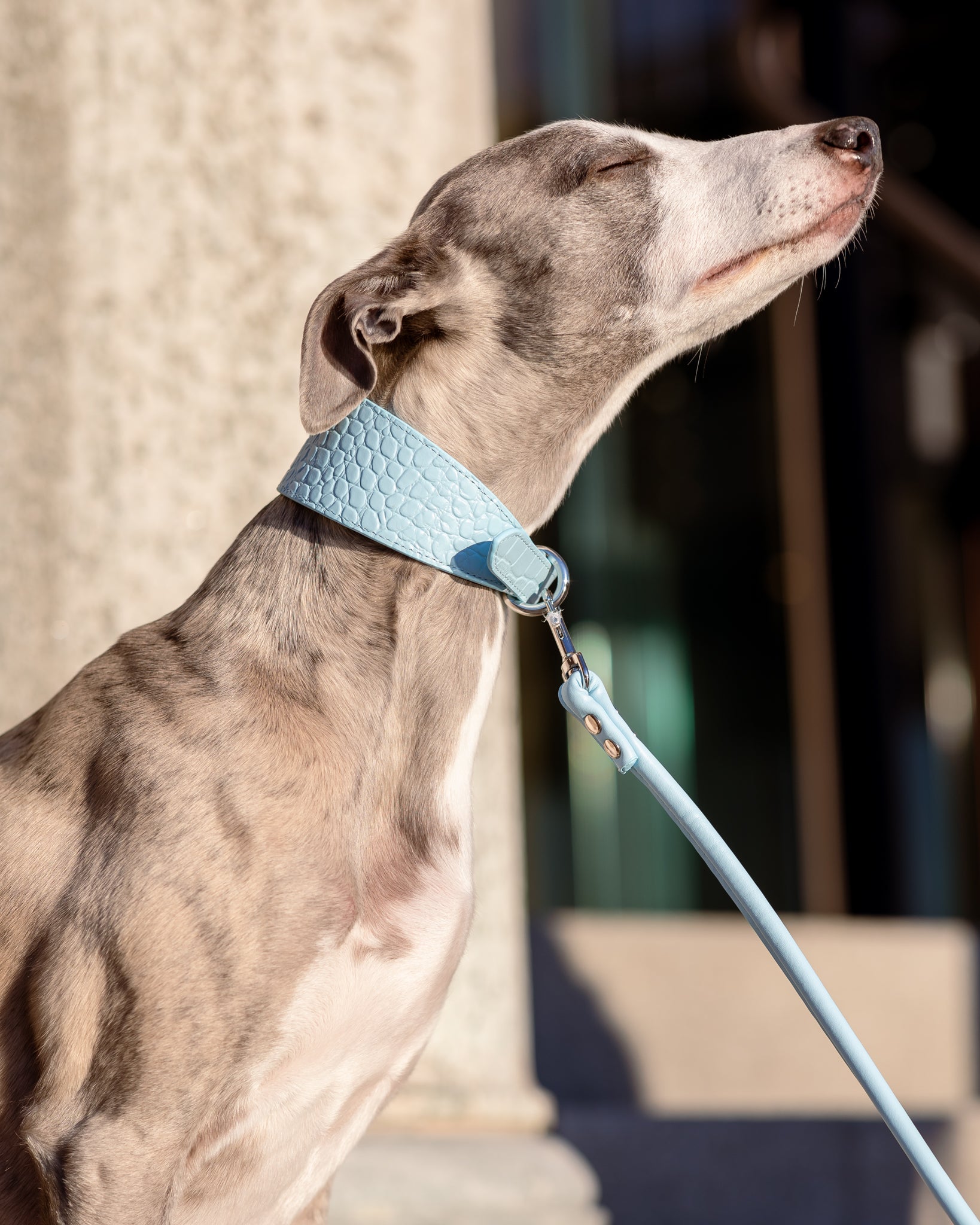 Correa para Perro en Azul Bebé