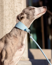 Correa para Perro en Azul Bebé