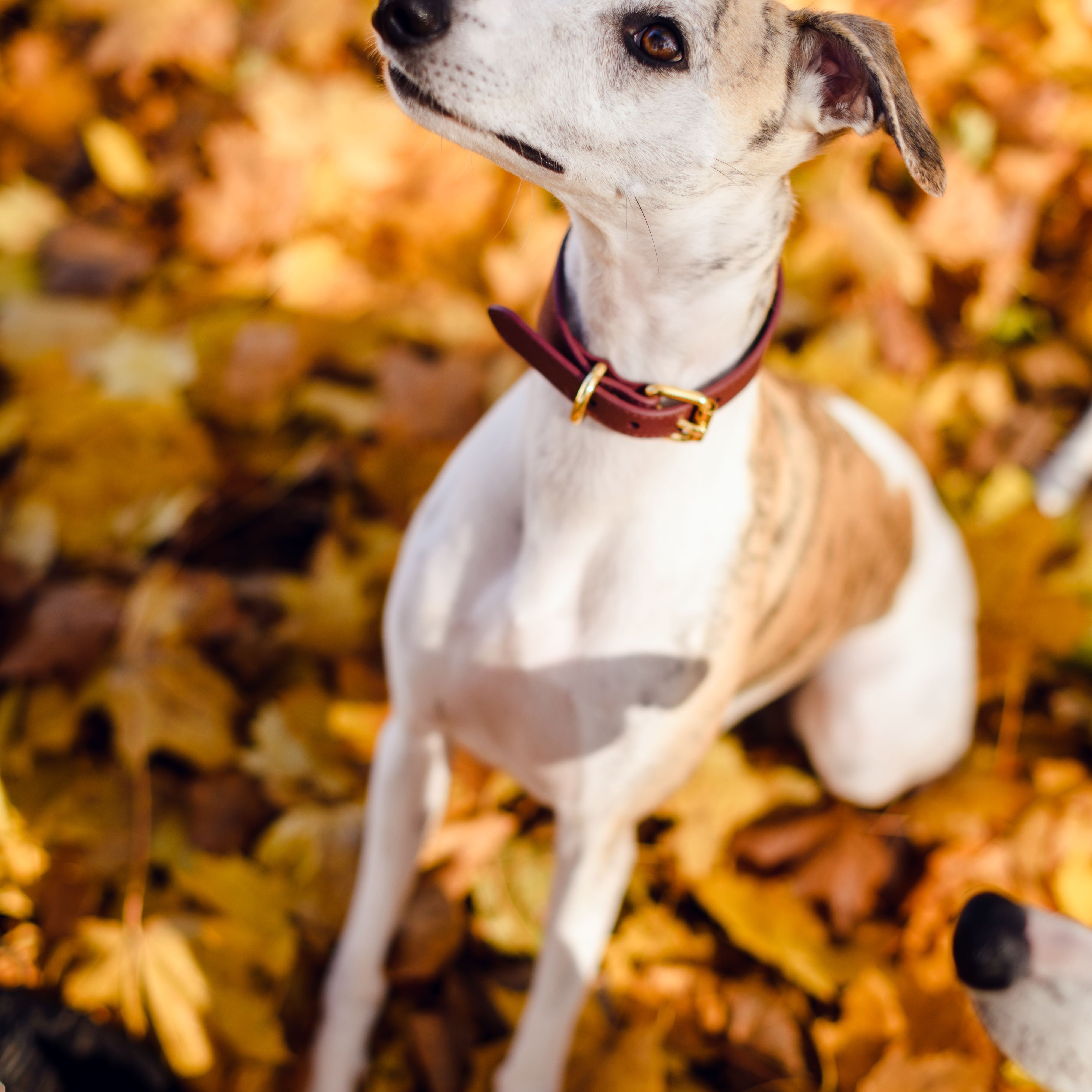 whippet-burgundy-dog-collar-medium-wide.jpg