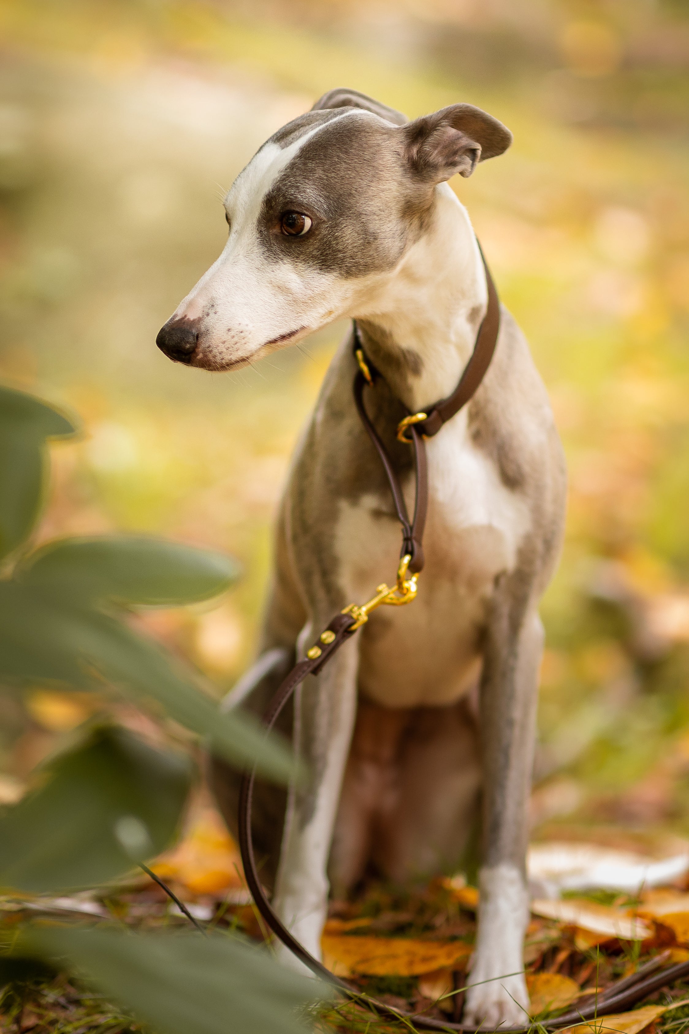 Café Marrón Collar de Perro Martingale Ancho