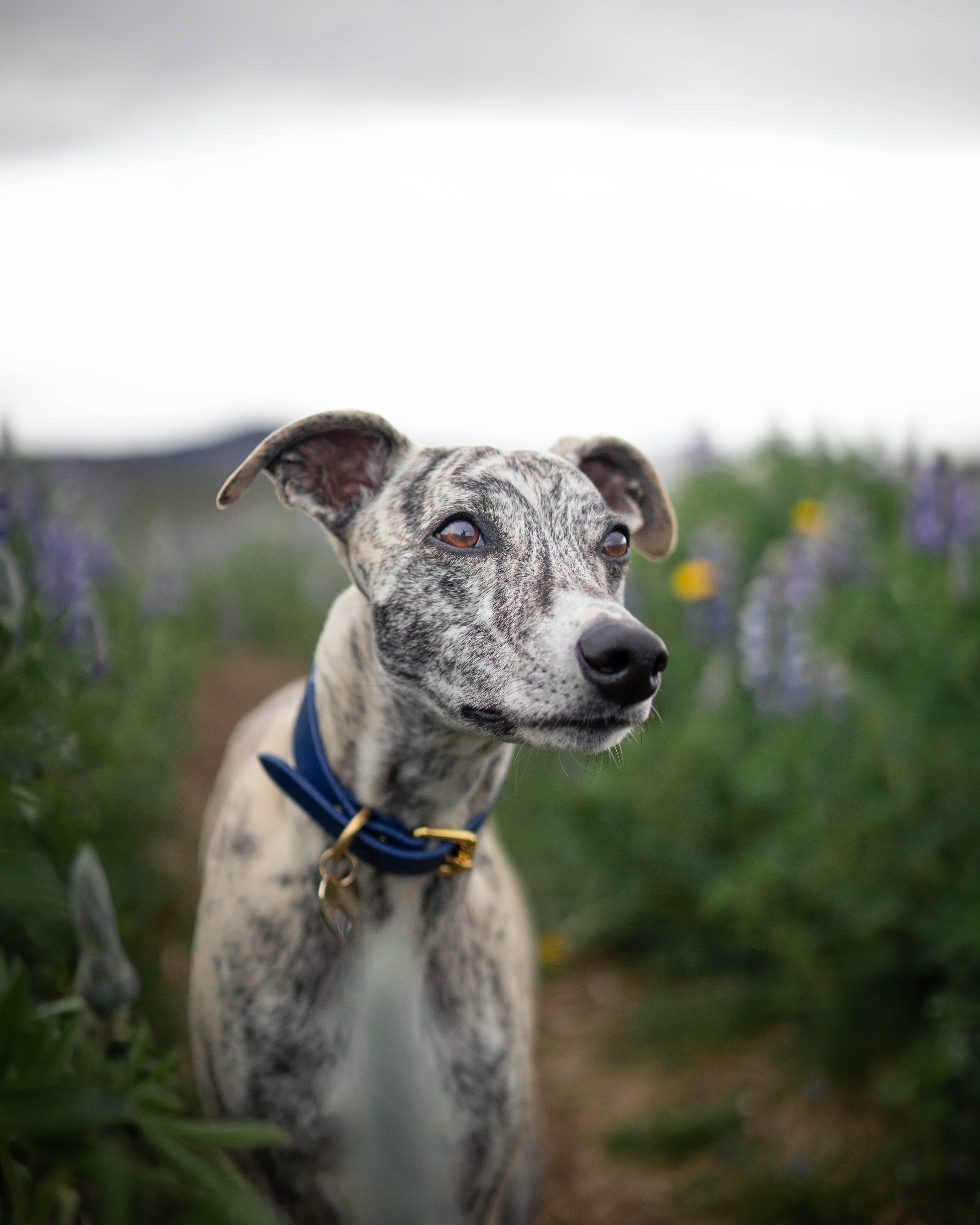 Collar de Perro Azul Oscuro Ancho