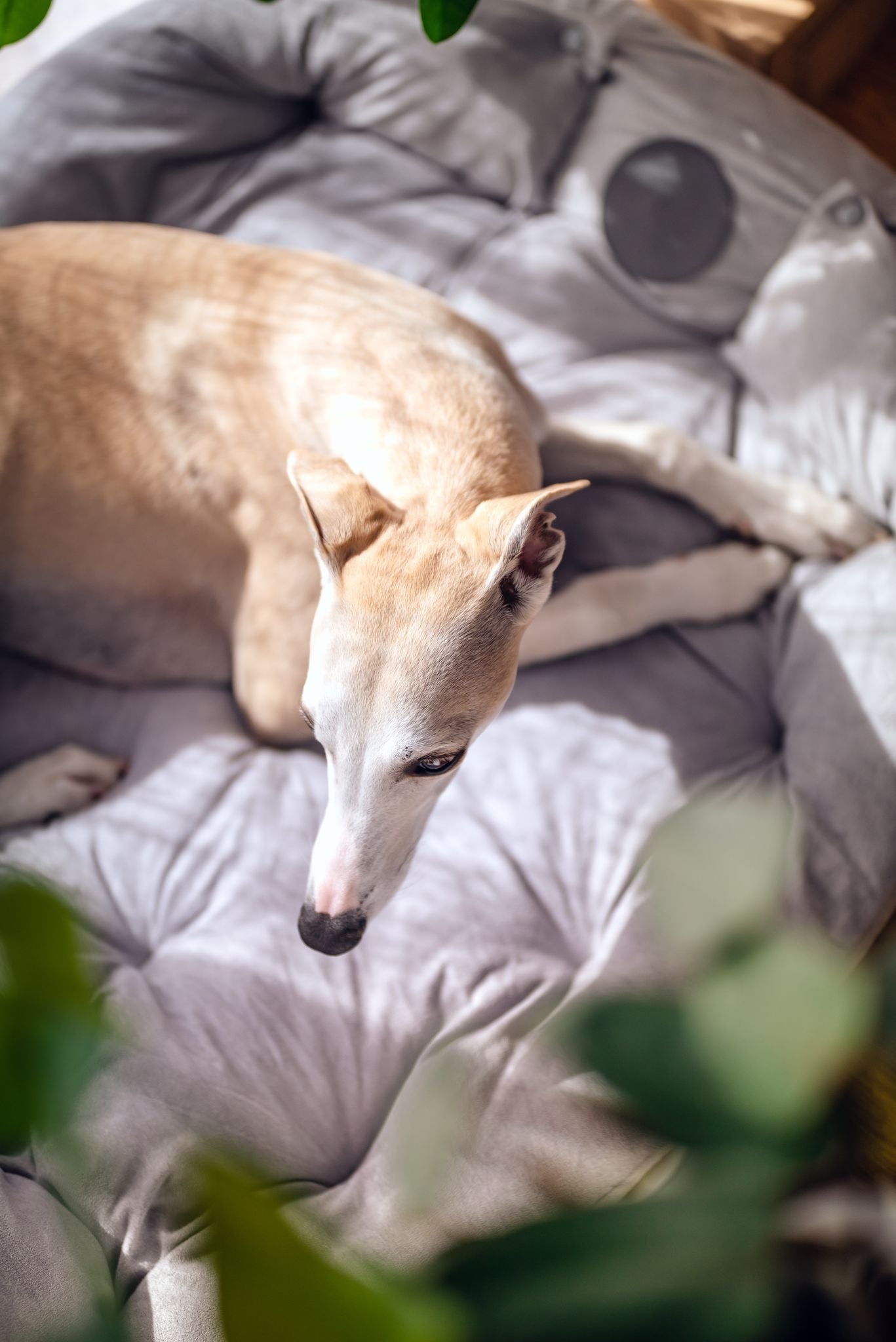 Cama de Perro Gris 3 en 1