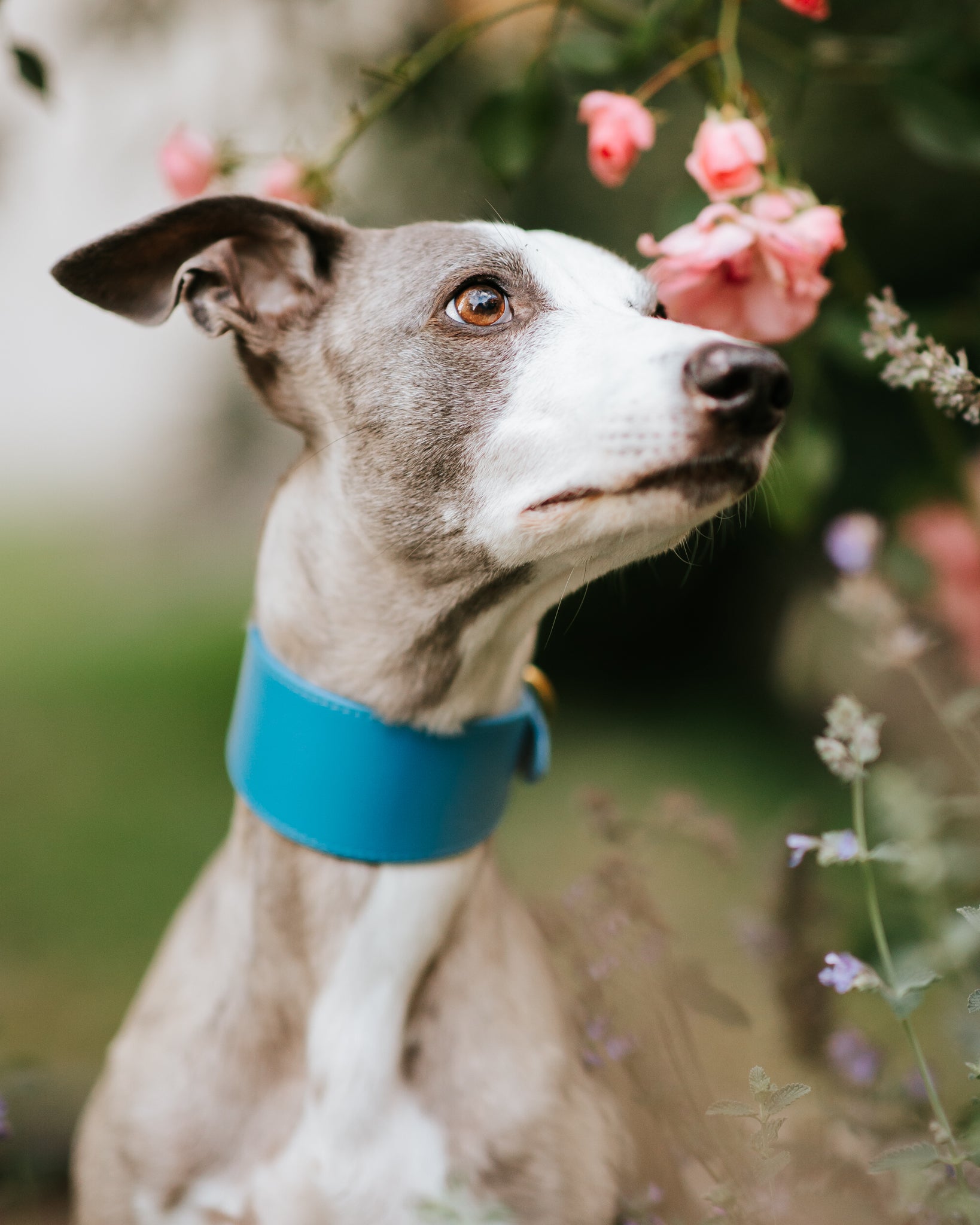 Collar para Perro Azul Neón Ancho