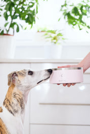 Tazón para Perro en Rosa Claro