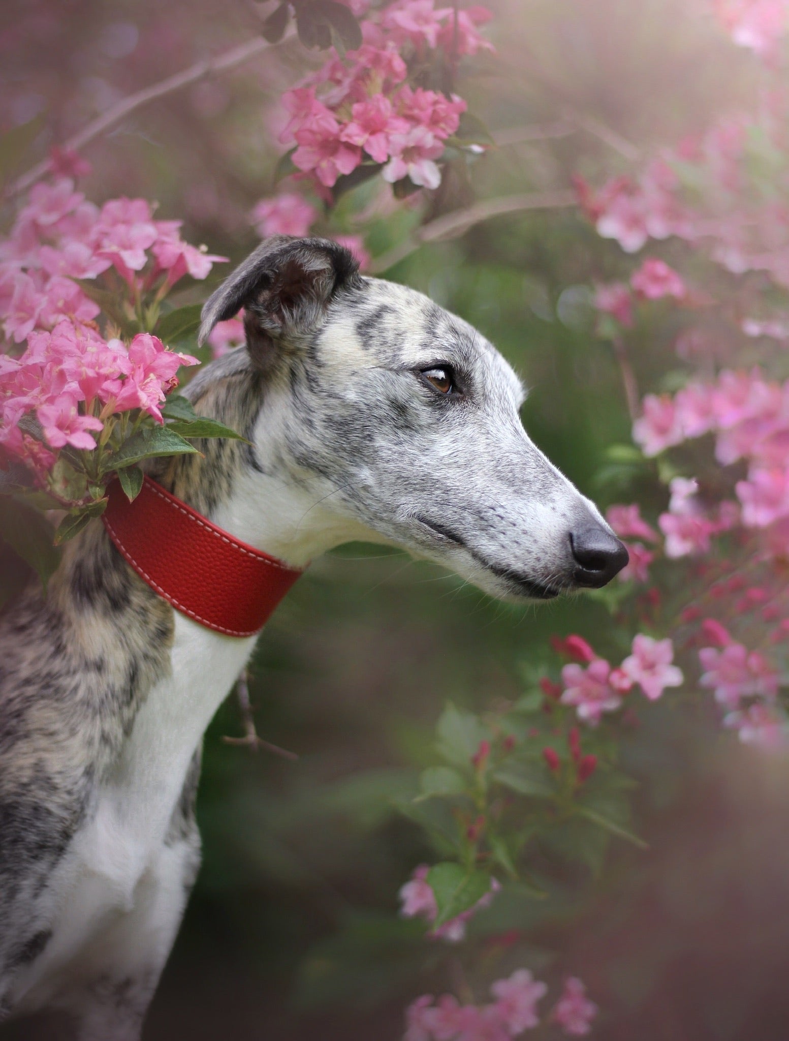 Collar de Perro Rojo Ancho
